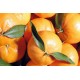 Mandarino Tardivo di Ciaculli BIO cassetta da Kg.16