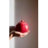 MELAGRANA DOLCE BIO certificata varietà "Dente da Cavallo" Kg.5