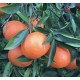 Cassetta Clementine Nova bio da 10 KG