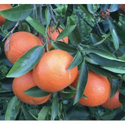 Cassetta Clementine Nova bio da 10 KG