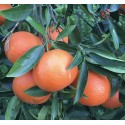 Cassette organic mandarins of 10 KG