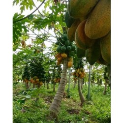 Papaya Siciliana Biologica n.1 frutto gr.500 circa