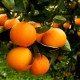 Cassetta arance biologiche da 10 KG
