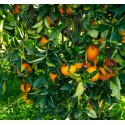 Organic Orange Tarocco Vanilla Oranges Box of Kg.16