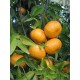 Mandarino Tardivo di Ciaculli BIO cassetta da Kg.10