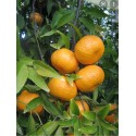 Mandarino Tardivo di Ciaculli BIO cassetta da Kg.15