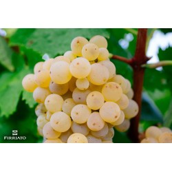 Busecchio Pietro. Vino bianco biologico CATARRATTO bott. 750 ml.