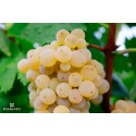 Busecchio Pietro. Vino bianco biologico CATARRATTO BagBox L.5