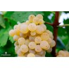 VINO BUSECCHIO IGP Terre Siciliane CATARRATTO Bag in Box da L. 10
