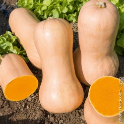 Zucca Butternut Biologica cassetta x Kg.3