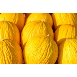 Melone Giallo di Sicilia Biologico cassetta Kg.10