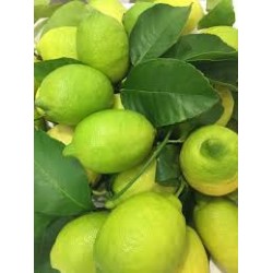 Limone  Primo Fiore biologico certificato Varietà Interdonato