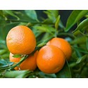 Cassetta Clementine siciliano NOVA Bio da 15 KG senza il nocciolo