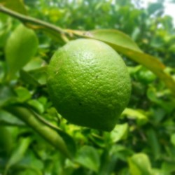 Limone  Verdello biologico certificato varietà Kg.10