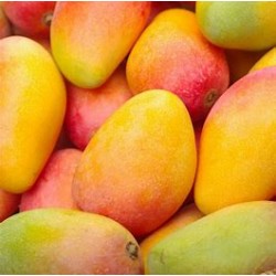 Mango biologico siciliano Kensington cassetta X Kg.5