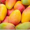 Mango biologico siciliano Kensington cassetta X Kg.5