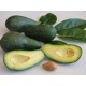 Avocado Siciliano Bio Varietà FUERTE Kg.5