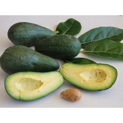 Avocado Siciliano Bio Varietà FUERTE