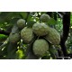 ANNONA biologica siciliana cassetta Kg.5