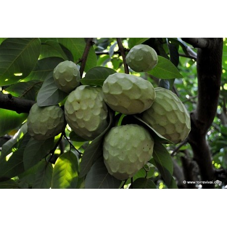 ANNONA biologica siciliana cassetta Kg.5