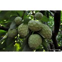 ANNONA biologica siciliana cassetta Kg.5