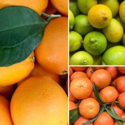 Cassetta Bio IDEA REGALO