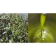 Olio ExtraVergine di oliva Cracchiolo biologico certificato latta da L.3