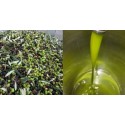 Olio ExtraVergine di Oliva NOVELLO Biologico Certificato c.o. 2025/2026 L.3