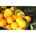 Organic Oranges