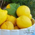 Limoni-biologici