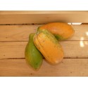 Papaya Bio